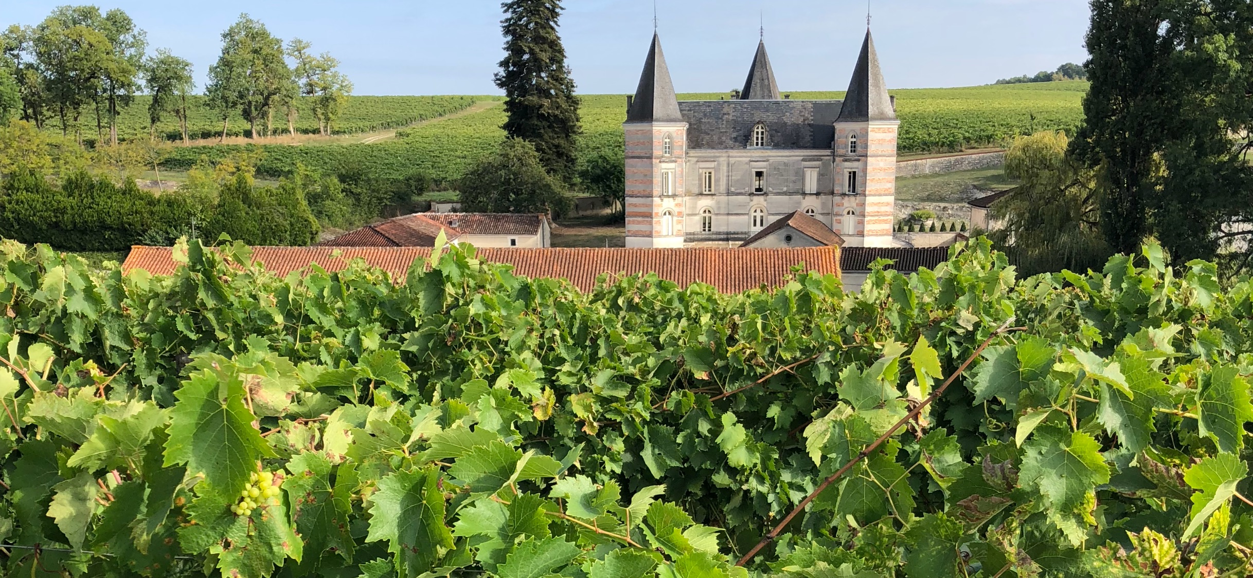 Le vignoble de la maison Frapin, en Charente.