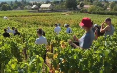 Les vendanges, entre labeur et fête