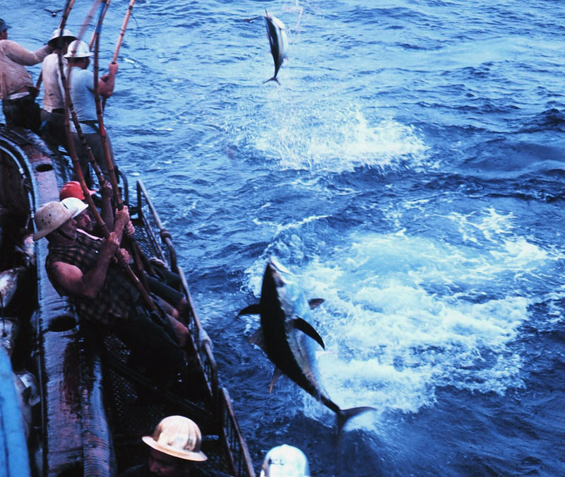 Sauver les stocks de poissons