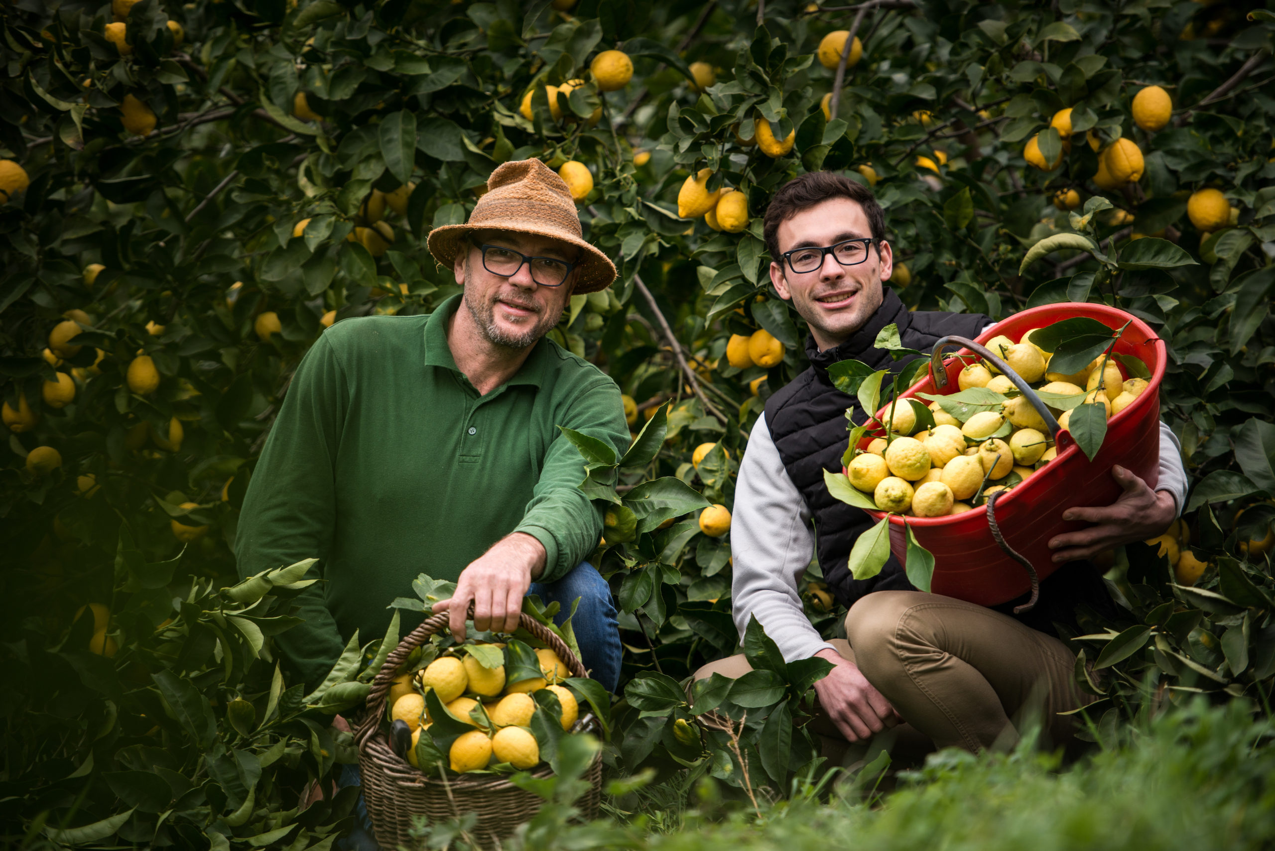 Laurent Gannac et son fils Adrien, agrumiculteurs à Menton. (LA MAISON DU CITRON)