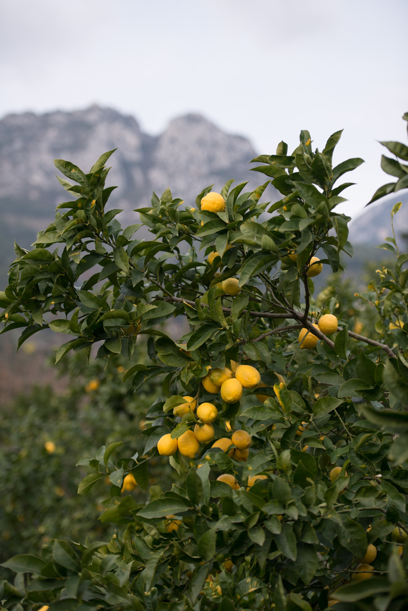 Le citron de Menton bénéficie d'un micro-climat exceptionnel, qui lui donne une saveur plus acidulée qu'acide. (LA MAISON DU CITRON)