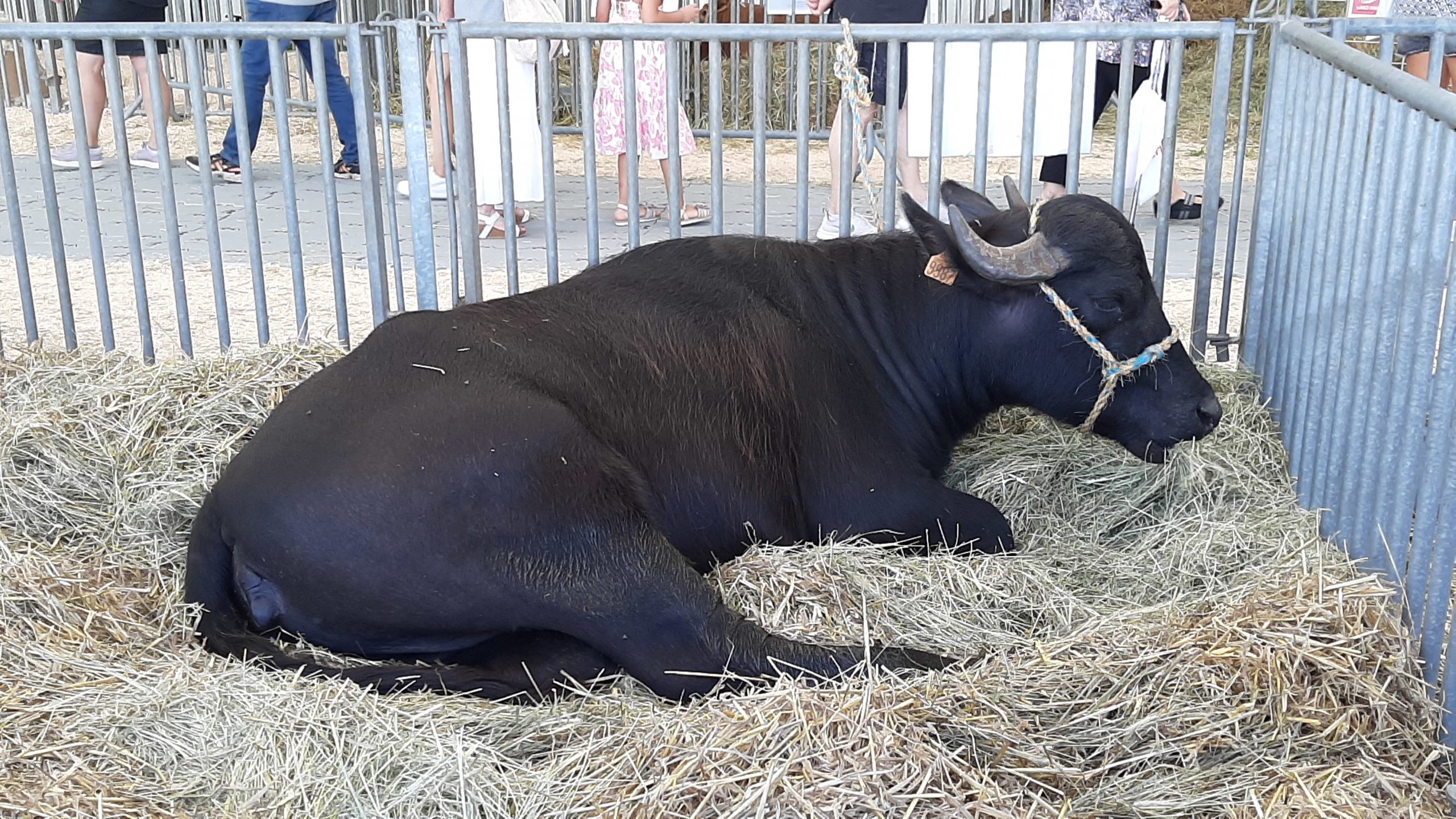 Une vache bufflonne reconnaissable à ses cornes. (CORINNE FUGLER / FRANCE-BLEU ALSACE)